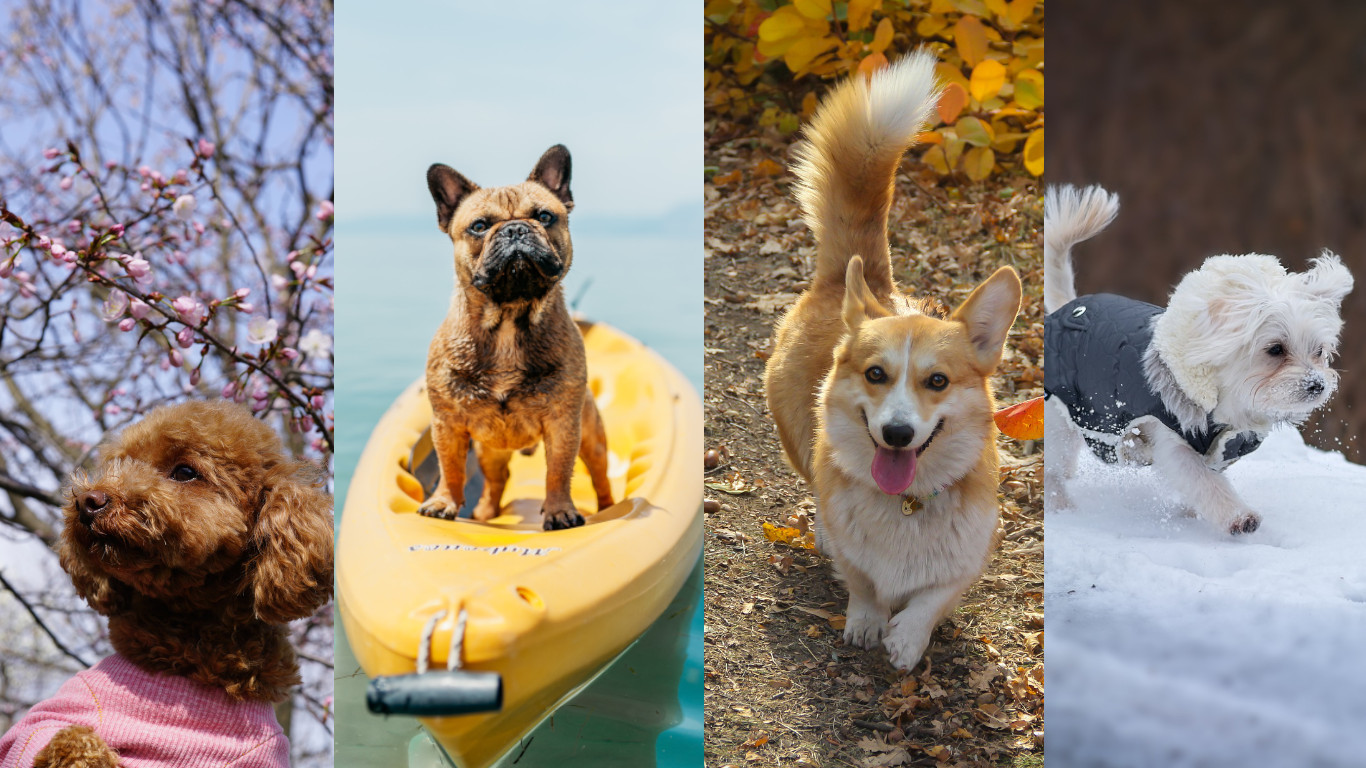 愛犬と北海道を楽しむ！